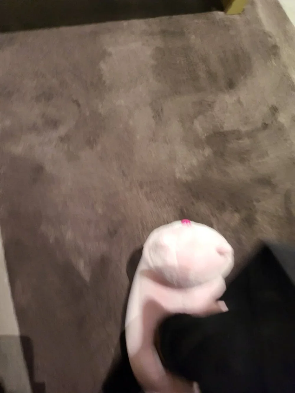 N/A disney paw